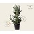 Pinus parviflora 'Ryu-ju' 125/150 - Excellent