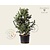 Pinus parviflora 'Schoon's Bonsai' 80/100 - Excellent