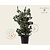 Pinus parviflora 'Tempelhof' 125/150 - Excellent