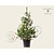 Pinus peuce 125/150 - Excellent
