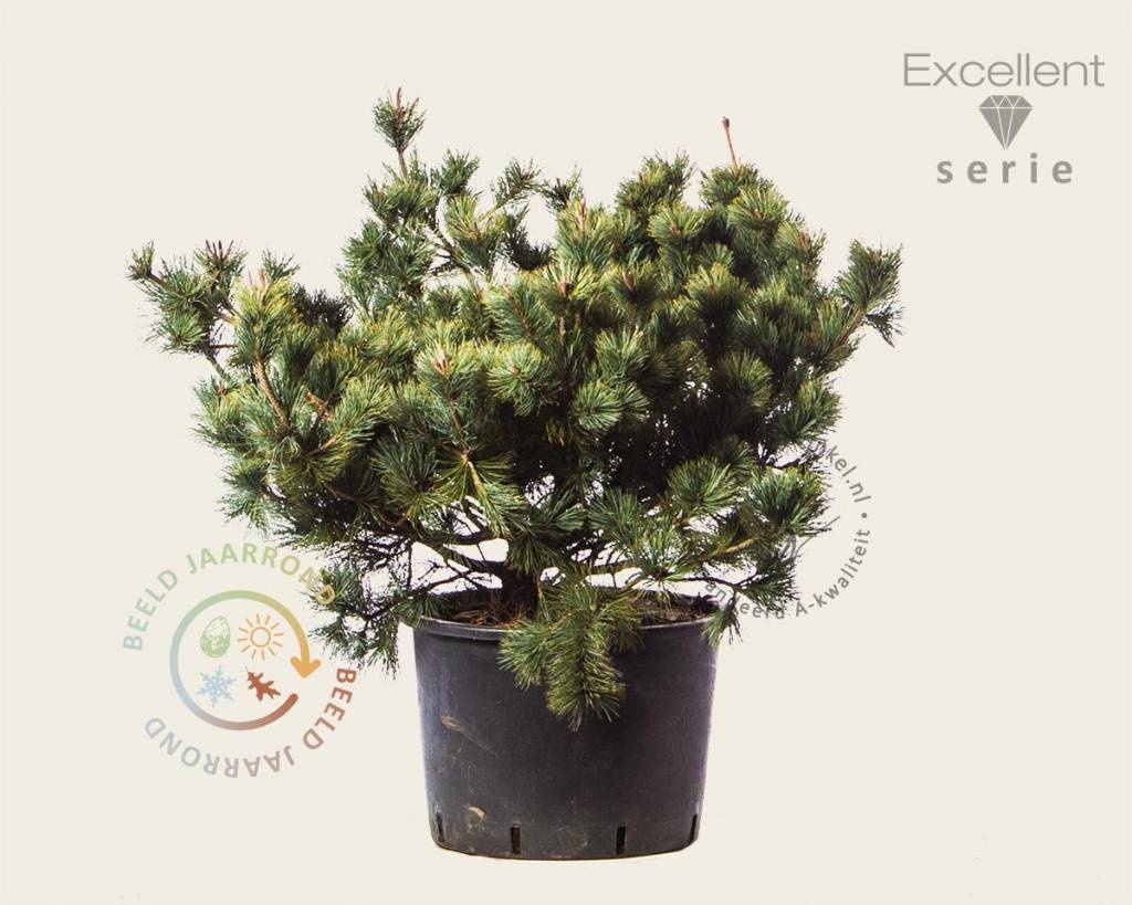 Pinus pumila 'Dwarf Blue' 80/100 - Excellent