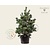 Pinus strobus 'Macopin' - Excellen
