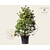 Pinus sylvestris 125/150 - Excellent