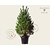 Pinus sylvestris 175/200 - Excellent