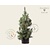 Pinus sylvestris 'Glauca' 125/150 - Excellent