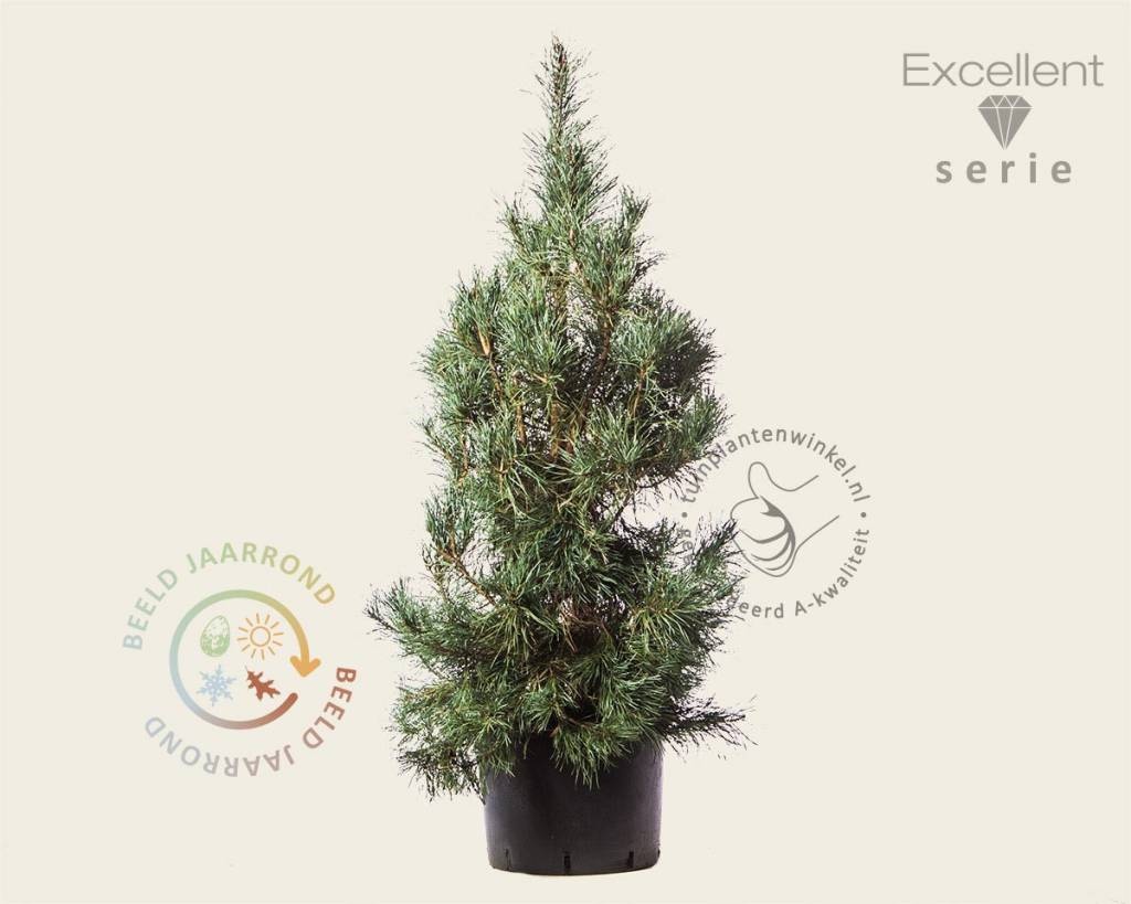 Pinus sylvestris 'Glauca' 125/150 - Excellent