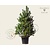Pinus sylvestris 'Norska' - Excellent