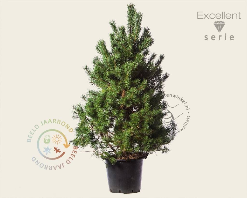 Pinus sylvestris 'Norska' - Excellent
