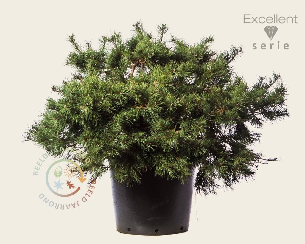 Pinus sylvestris 'Repens' 60/80 - Excellent