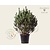 Pinus sylvestris 'Watereri' 80/100 - Excellent