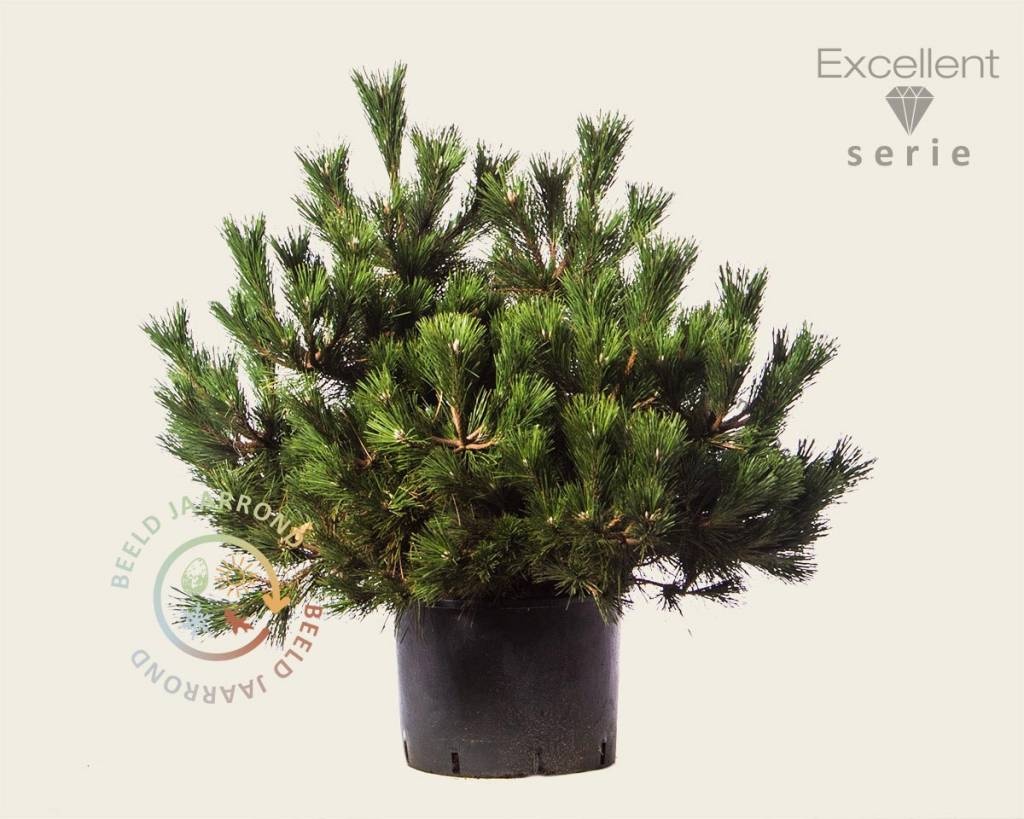 Pinus thunbergii 'Maijima' 80/100 - Excellent