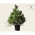Pinus wallichiana 125/150 - Excellent