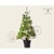 Pinus wallichiana 175/200 - Excellent