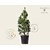 Pinus wallichiana 'Densa' 125/150 - Excellent