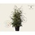 Tsuga canadensis 125/150 - Excellent