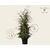 Tsuga canadensis 150/175- Excellent