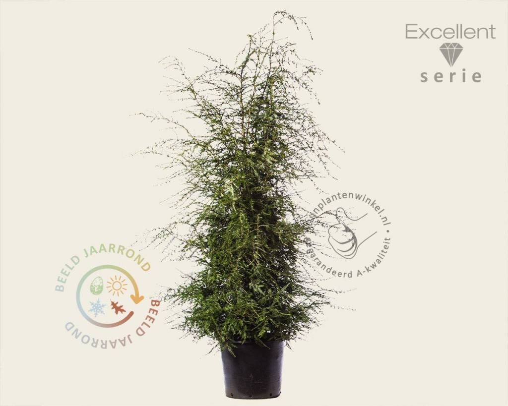 Tsuga canadensis 150/175- Excellent