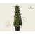 Tsuga heterophylla 200/250 - Excellent