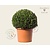 Ilex crenata 'Hetzii' bol 50 cm - Excellent