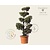 Pinus parviflora 'Ryu-ju' - bonsai - Excellent