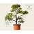 Pinus virginiana 'Water Gold' - bonsai - Excellent