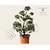 Pinus strobus 'Secrest' - bonsai - Excellent