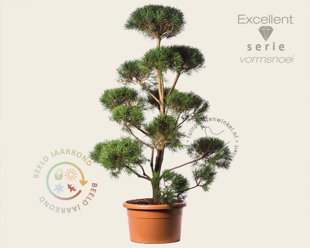 Pinus sylvestris - bonsai - Excellent
