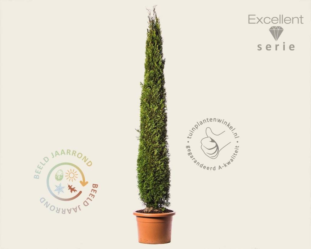 Thuja occidentalis 'Smaragd' 200/225 - Excellent