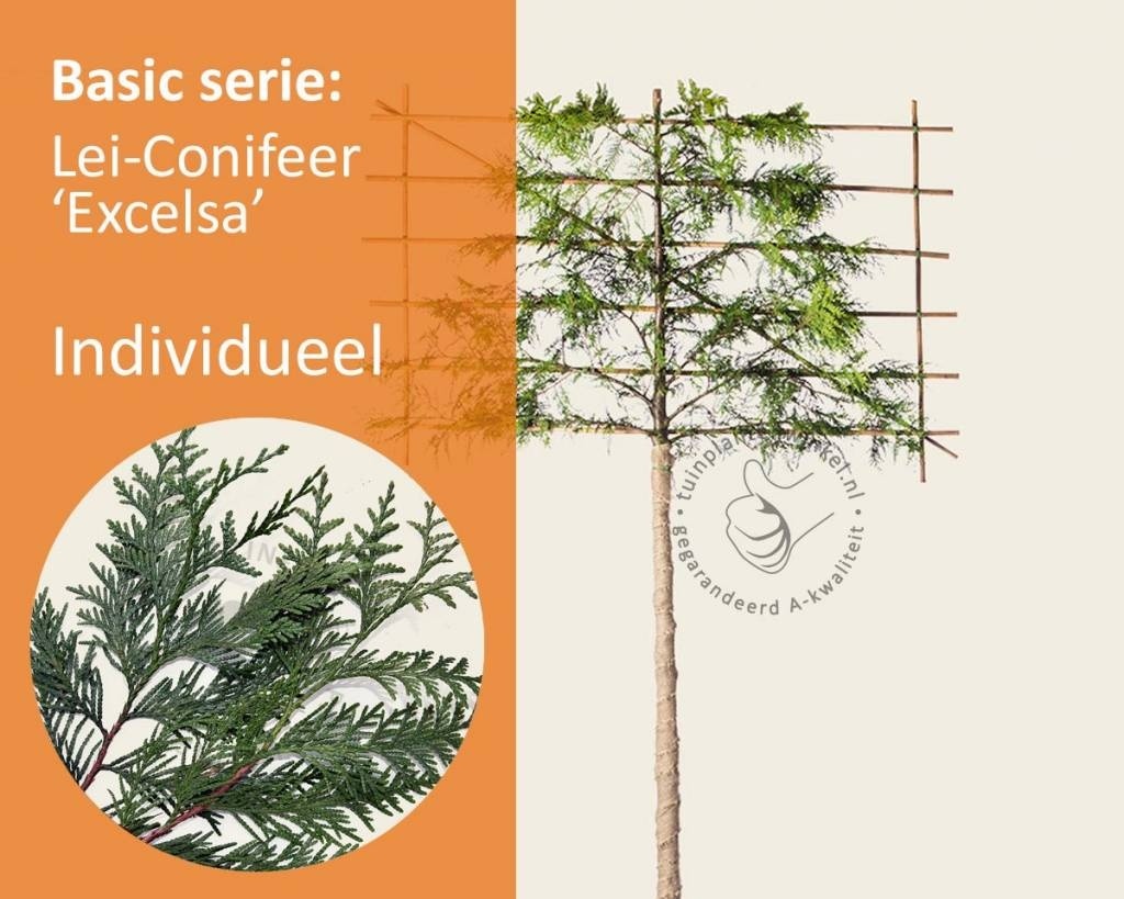 Lei-Conifeer 'Excelsa' - Basic - individueel geen extra's