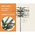 Lei-Taxus - Basic - pakket 6 stuks + EXTRA'S!