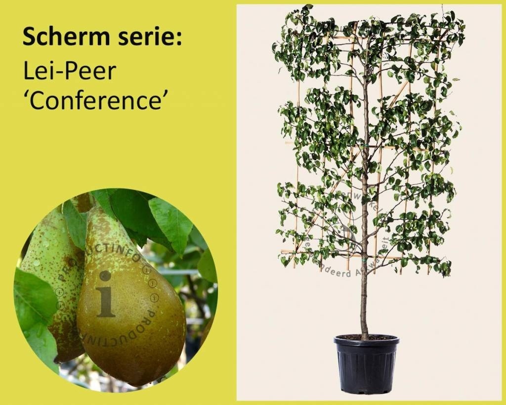 Lei-Peer 'Conference' - Scherm