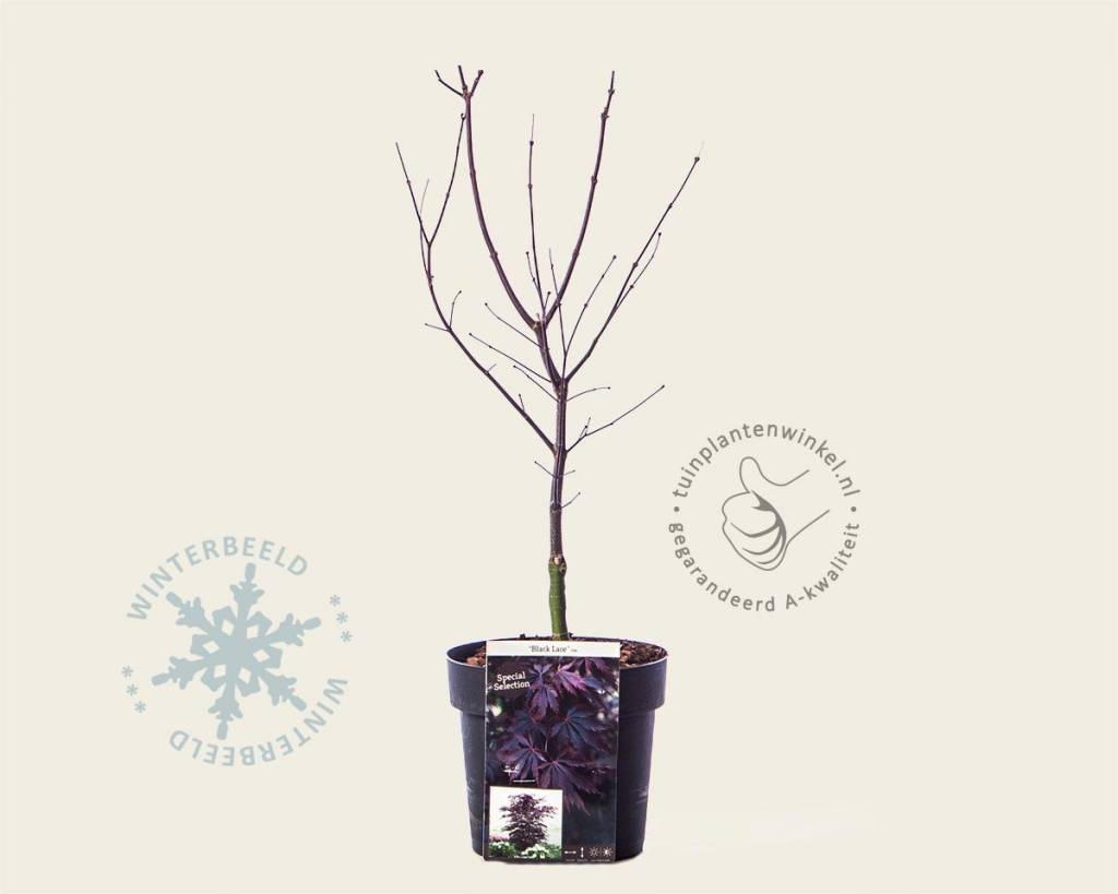 Acer palmatum 'Black Lace'