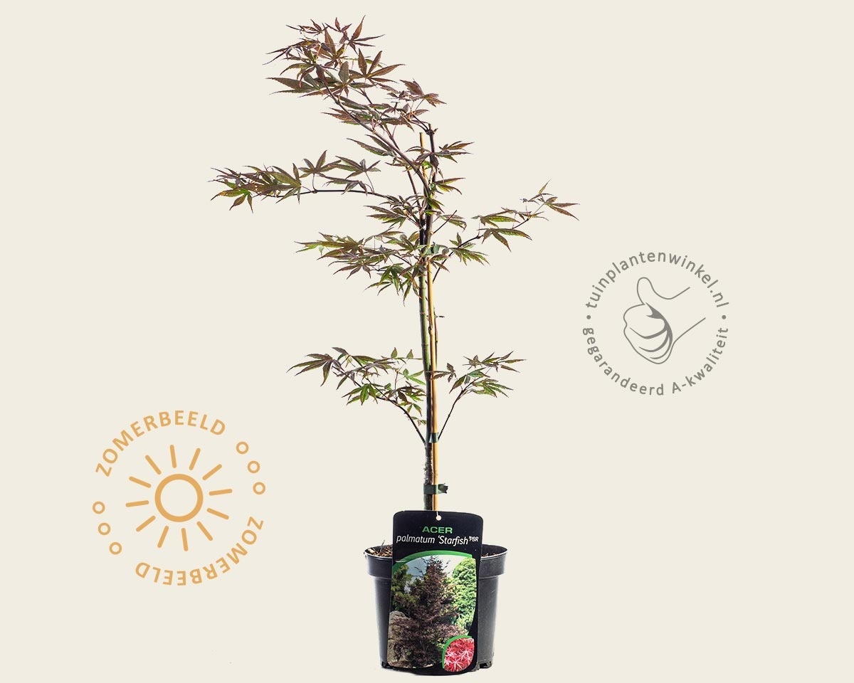 Acer palmatum 'Starfish'