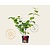 Calycanthus 'Hartlage Wine'