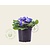 Alleen in winkel Primula acaulis 'Blauw met geel oog'