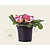 Alleen in winkel Primula acaulis 'Roze met geel oog'