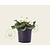 Alleen in winkel Primula acaulis 'Dubbelbloemig wit'