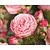 Rosa 'Rose Meilove'