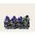 Alleen in winkel Viool Grootbloemig 'Delta Blauw met Oog' - Tray 12 st.