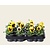 Alleen in winkel Viool Grootbloemig 'Alpha Lemon met Oog' - Tray 12 st.