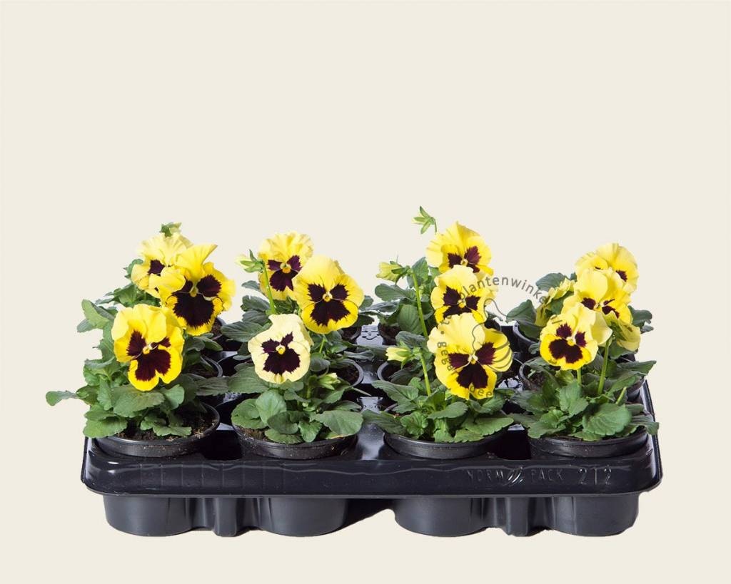 Viool Grootbloemig 'Alpha Lemon met Oog' - Tray 12 st.