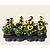 Alleen in winkel Viool Grootbloemig 'Alpha Geel-paars' - Tray 12 st.