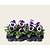 Alleen in winkel Viool Grootbloemig 'Delta Violet-wit' - Tray 12 st.