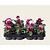 Alleen in winkel Viool Grootbloemig 'Delta Strawberry Cream' - Tray 12 st.