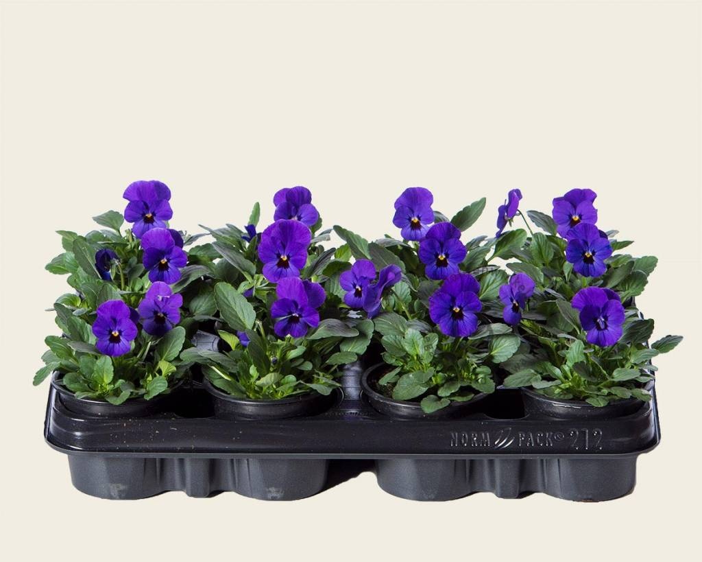 Viool Mini 'Sorbet Donkerblauw met Oog' - Tray 12 st.