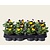 Alleen in winkel Viool Mini 'Callisto Geel-paarse Vlag' - Tray 12 st.