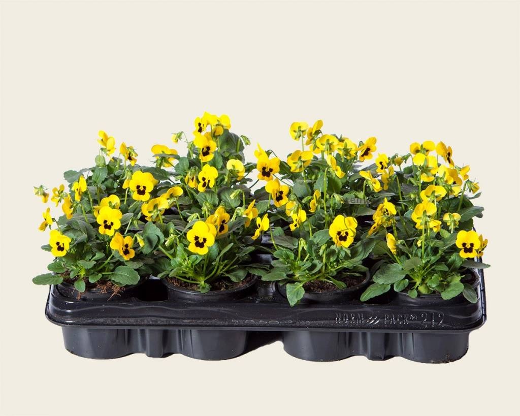 Viool Mini 'Sorbet Geel met Oog' - Tray 12 st.