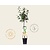 Pyrus communis 'Familieboom'