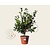 Camellia japonica 'Black Lace'