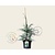 Cedrus deodara 60/80